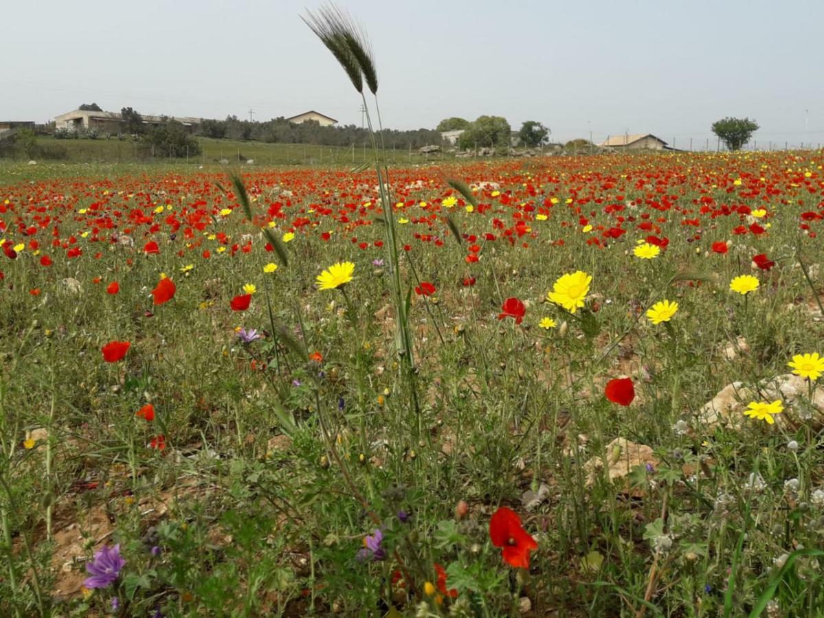 Alla Romana Villa Caltagirone Eksteriør bilde